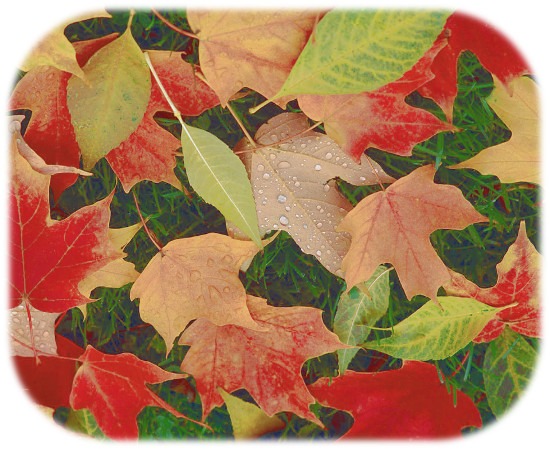 background_autumn