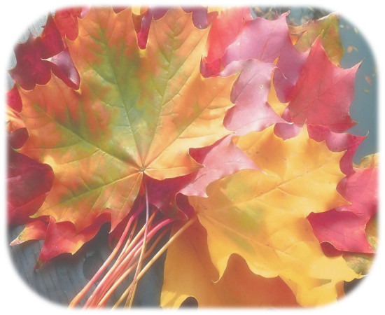 Autumn_leaves_hd_wallpaper