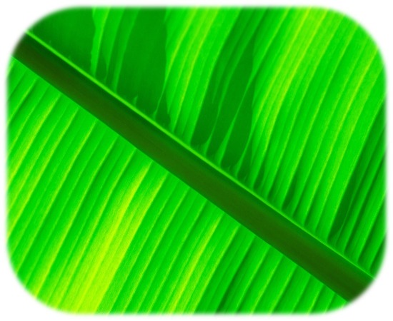 Green_banana_leaf_wallpaper_1920x1200sm